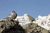 Rock Partridge ( Alectoris graeca ) on rock, Southern Alps, France