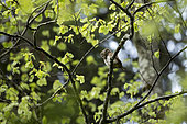 Pygmy Owl ( Glaucidium passerinum ) on a branch, Jura , Switzerland.