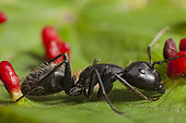 Ant (Camponotus sp) on a leaf covered with red lime gall, France