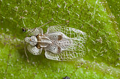 Sycamore Lace Bug (Tingidae sp), France