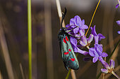 Burnet (Zygaena sp) on flower in summer, France