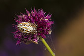 Orb-weaver spider (Aculepeira armida) on flower in summer, France