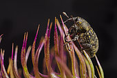 Thistle weevil (Larinus turbinatus) climbing to its host plant, France.