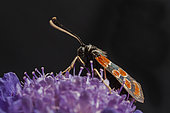 Eastern Burnet (Zygaena carniolica) on flower in summer, France. Toxic, is pointed out to predators by its apostal colors.