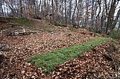 Creation of a lasagna bed (living butte), 3rd step: green waste (mowing grass). Ariège, France.