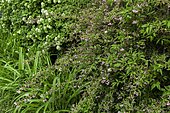 Deutzia (Deutzia sp) 'Mont Rose' et Boule de neige, Viorne obier (Viburnum opulus) en fleurs au printemps