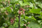 Fleurs de Cassisier (Ribes nigrum) au printemps