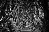 Dark Hedges, avenue of beech trees, County Antrim, Northern Ireland