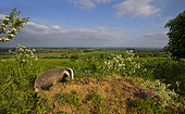 Badger (Meles meles) Badger looking for food, England, Spring