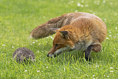 Red fox (Vulpes vulpes and Hedgehogs, (Erinaceus europaeus), fox looking at a hedgehog, England, Summer