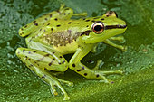 Speckled glass frog (Mantidactylus pulcher), Madagascar
