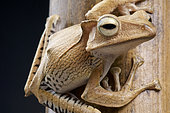 Crested bamboo tree frog (Polypedates otilophus), Borneo