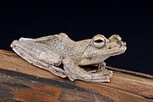 Brown flying frog (Rhacophorus annamensis), Vietnam
