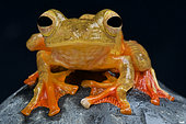 Harlequin flying frog (Rhacophorus pardalis), Borneo