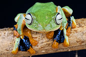 Flying frog (Rhacophorus reinwardtii), Thailand