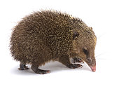 Tenrec (Tenrec ecaudatus) on white background