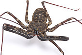 Giant whip scorpion (Damon medius) on white background