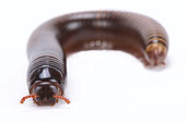 Chocolate millipede (Pelmatojulus ligulatus) on white background