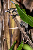Big-eared opossum (Didelphis aurita). A big-eared opossum on a branch party covered by a leaf.