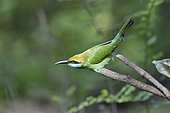 Sri Lanka. Parc national de Minneriya guepier d'Orient