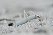 Hermine (Mustela erminea) leaping in the frost, Belgium