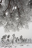 Scots pine trees (Pinus sylvestris) under the snow, nature reserve Hautes Fagnes, Belgium