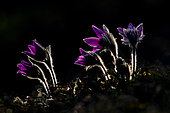 Pasque flower (Pulsatila vulgaris) backlight, Ardenne, Belgium