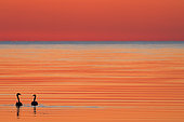 Whooper swan (Cygnus cygnus) at dusk on Baltic Sea, Sweden