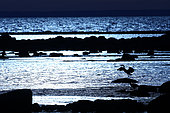 Gray Heron (Ardea cinerea), Baltic Sea Shore, Öland, Sweden