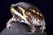 Mozambique rain frog (Breviceps mossambicus)