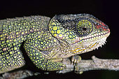Portrait of Hilleniussi's chameleon (Calumma hilleniussi)