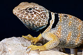 Portrait of Desert Collared lizard (Crotaphytus bicinctores), Arizona, USA