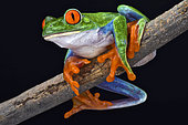 Red-eyed tree frog (Agalychnis callidryas)