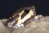 Mozambique Rainfrog (Breviceps mossambicus)