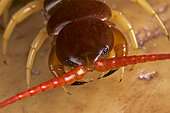 Portraitof Giant centipede (Scolopendra subspinipes)