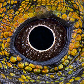 Eye of Chameleon agama (Gonocephalus chamaeleontinus) male, Java, Indonesia