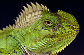 Portrait of Chameleon agama (Gonocephalus chamaeleontinus) female, Java, Indonesia