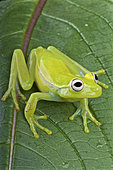 Fleischmann's glass frog (Hyalinobatrachium fleischmanni), Colombia