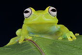 Fleischmann's glass frog (Hyalinobatrachium fleischmanni), Colombia