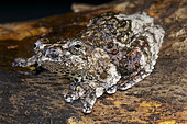 Bird dropping frog (Hyla marmorata), Brazil