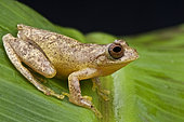 Lesser tree frog (Dendropsophus minutus)