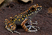 Spotted stream frog (Hylarana picturata), Borneo