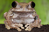 African broad mouth tree frog (Leptopelis flavomaculatus), Kenya