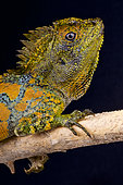 Chameleon agama (Gonocephalus chamaeleontinus), Java, Indonesia