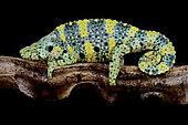 Meller's giant (Trioceros melleri), Chameleon, Tanzania