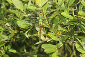 Emperor dragonfly (Anax imperator) female on bush, Europe