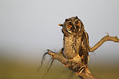 Long eared owl (Asio otus) young on a branch, Europe