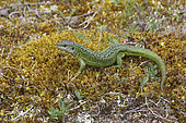 Western Green Lizard (Lacerta viridis bilineata) on moss, Europe