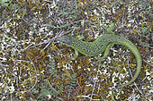 Western Green Lizard (Lacerta viridis bilineata) on moss, Europe