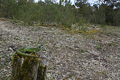 Western Green Lizard (Lacerta viridis bilineata) on stump, Europe